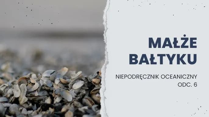 Jakie muszle występują w Bałtyku? Odkryj fascynujące gatunki