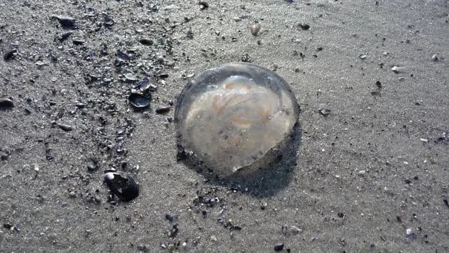 Czy meduzy w Bałtyku są groźne? Sprawdź, jakie mogą być skutki stłuczeń