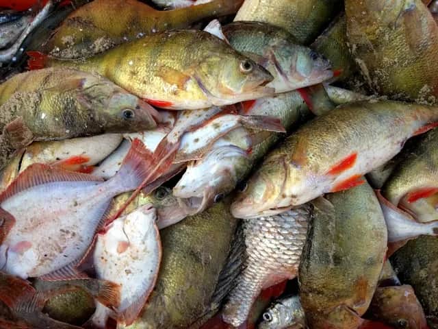 Jakie ryby są w Bałtyku? Odkryj nieznane gatunki i ich znaczenie