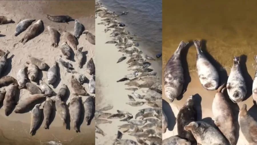 Gdzie zobaczyć foki nad Bałtykiem? Najlepsze miejsca i porady