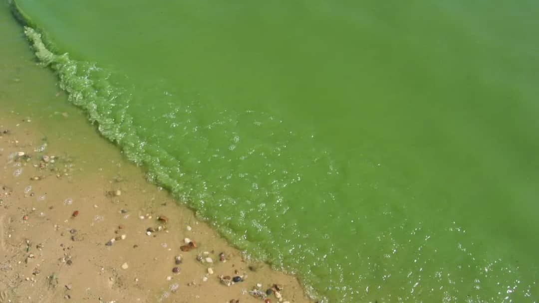 Gdzie sinice w Bałtyku? Sprawdź, gdzie nie można teraz pływać