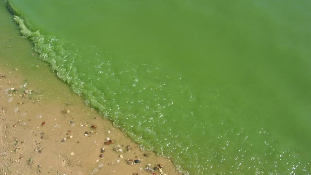 Gdzie sinice w Bałtyku? Sprawdź, gdzie nie można teraz pływać