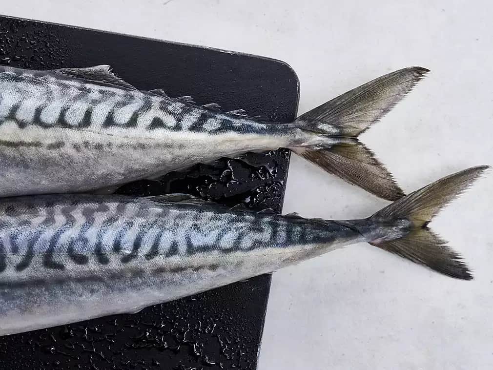 Czy makrela jest w Bałtyku? Odkryj jej sezonowe migracje i tajemnice