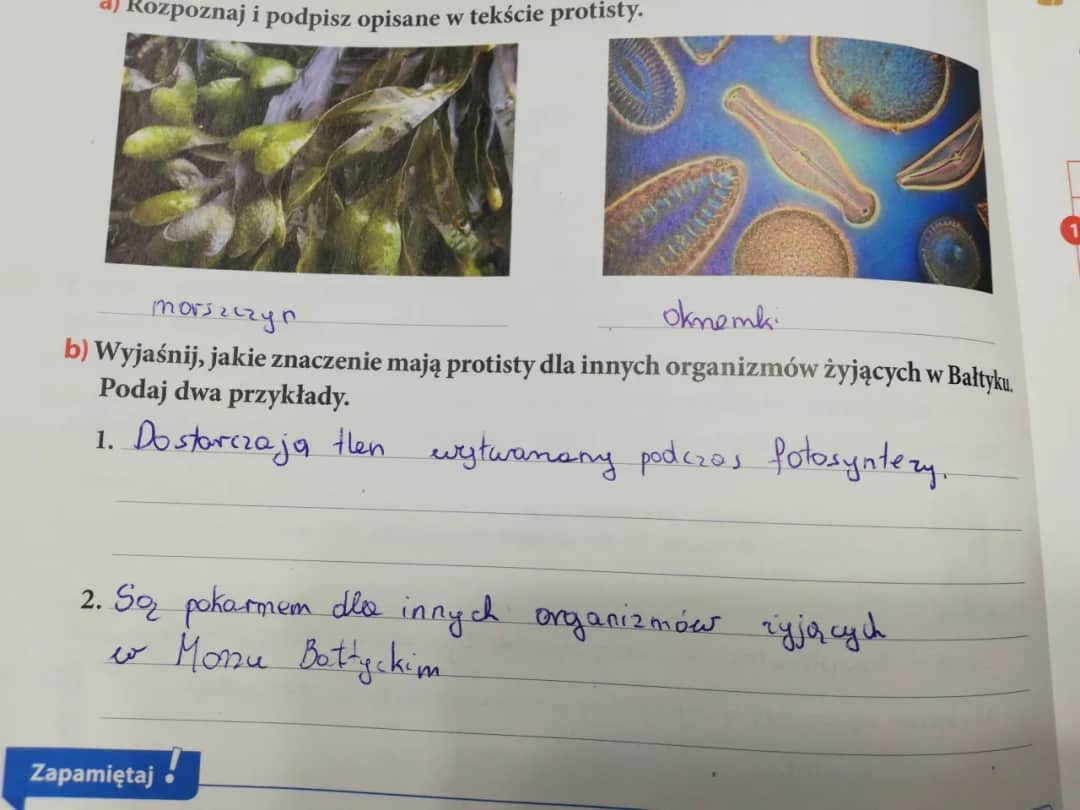 Jakie znaczenie mają protisty dla organizmów w Bałtyku i ekosystemu?