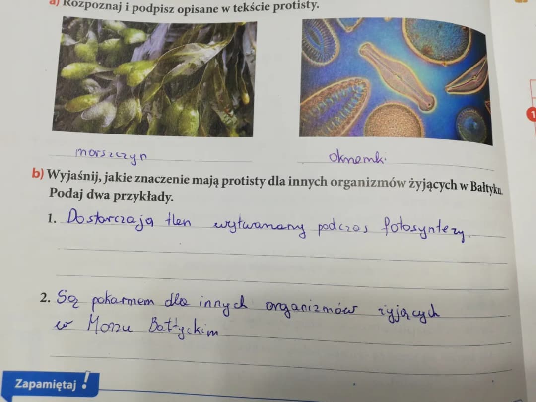 Jakie znaczenie mają protisty dla organizmów w Bałtyku i ekosystemu?