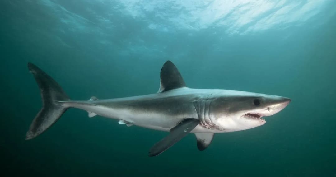 Czy rekiny są w Bałtyku? Odkryj, dlaczego nie są groźne dla ludzi