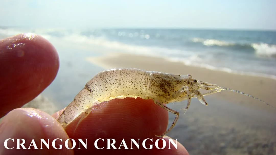 Czy krewetki są w Bałtyku? Odkryj ich gatunki i tajemnice życia