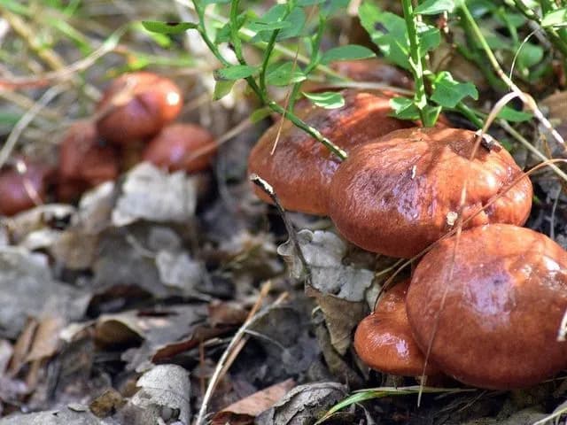 Gdzie na grzyby z noclegiem – najlepsze miejsca na udany wypoczynek